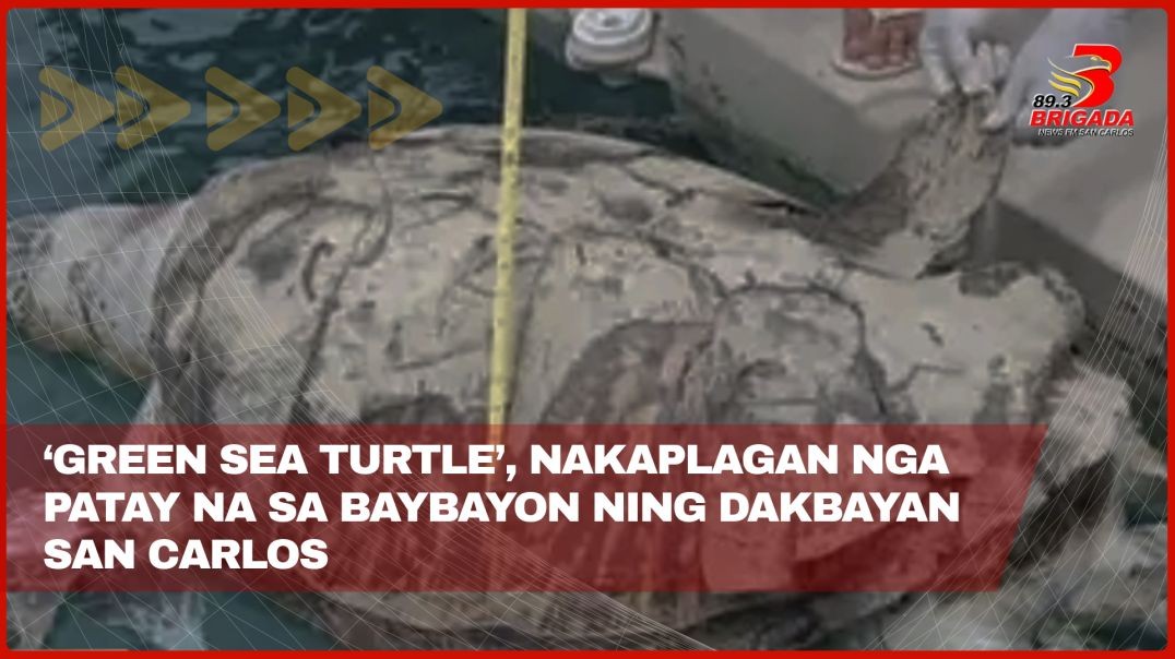 ‘Green Sea Turtle’, nakaplagan nga patay na sa baybayon ning Dakbayan San Carlos