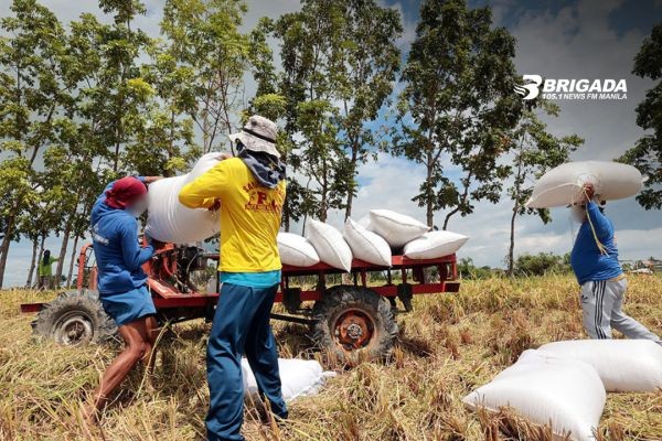 Grupo ng magsasaka, binigyan ng 'barely passing' hanggang 'fail' ang Marcos admin sa pagtugon sa pangangailangan sa sektor agrikultura